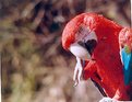 Picture Title - GUACAMAYO