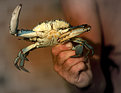Picture Title - Blue crab on Hudson