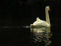 Picture Title - Swan