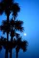 Picture Title - Palms by Moonlight