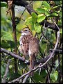 Picture Title - White-throated Sparrow