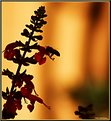 Picture Title -  Bee Silhouette