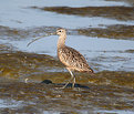 Picture Title - Long-billed Curlew