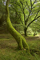 Picture Title - Woodlands-Devon.