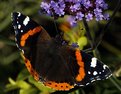 Picture Title - Red Admiral