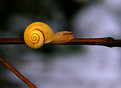 Picture Title - Snail 2
