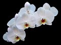 Picture Title - orchidea