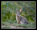 Picture Title - Eastern Cottontail