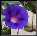 Picture Title - Morning Glory