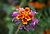 hybridization