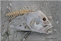 Picture Title - fish head