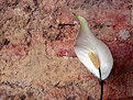 Picture Title - Peace Lilly-Spathiphyllum