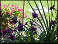 Picture Title - Purple Pansies