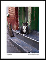 Picture Title - Alley Cat