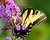 Bashful Butterfly