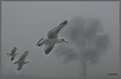 Picture Title - Birds in Mist