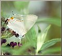 Picture Title - Gray Hairstreak