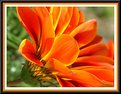 Picture Title - Orange Flower