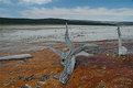Picture Title - Stump in Geyser Water