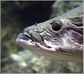 Picture Title - Fish