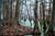 Reelfoot Lake Cypress Trees, Tennessee