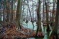 Picture Title - Reelfoot Lake Cypress Trees, Tennessee