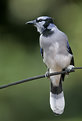 Picture Title - Backyard Blue Jay