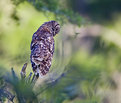 Picture Title - Barred Owl