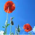 Picture Title - Poppies