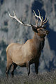 Picture Title - Magnificent Elk