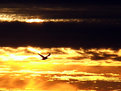 Picture Title - sun gull