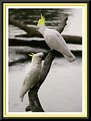 Picture Title - Cockatoo's