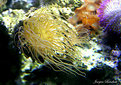 Picture Title - sea anemone