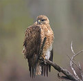 Picture Title - Iranian beauty raptor