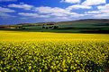 Picture Title - Yellow Fields