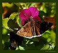 Picture Title - Duskywing Skipper