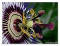 Picture Title - Passiflora caerulea detail