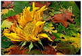 Picture Title - Autumn flower