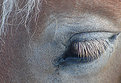 Picture Title - Horse's eyelashes