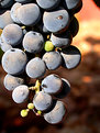 Picture Title - grapes on the vine