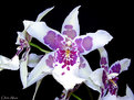 Picture Title - Orquideas