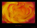 Picture Title - Hot rose