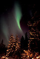 Picture Title - Christmas Tree Aurorae