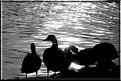 Picture Title - dark ducks