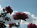 Picture Title - Rose Silhouette