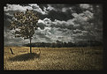 Picture Title - Tree