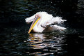 Picture Title - free pelican