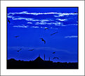 Picture Title - Birds of Istanbul