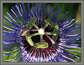 Picture Title - Passiflora