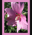 Picture Title - Lavatera Allsort...